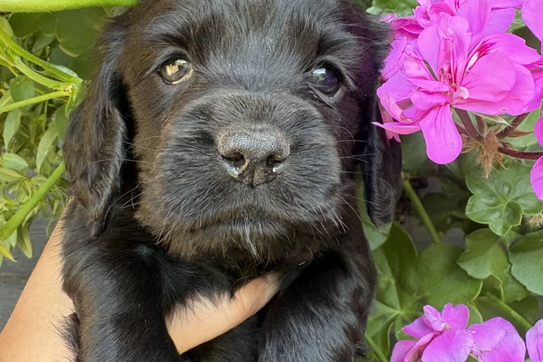 Cocker Spaniel (Working)
