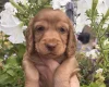 Cocker Spaniel (Working)