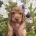 Cocker Spaniel (Working)