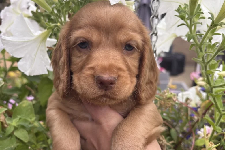 Cocker Spaniel (Working)