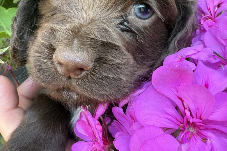 Cocker Spaniel (Working)