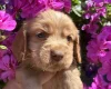 Cocker Spaniel (Working)
