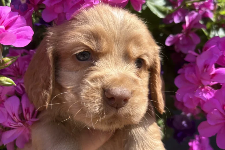 Cocker Spaniel (Working)