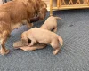 Cocker Spaniel (Working)