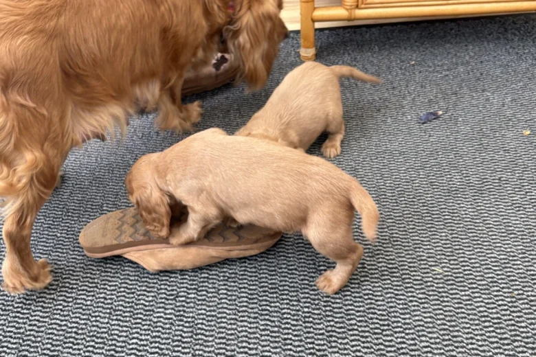 Cocker Spaniel (Working)