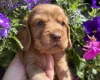 Cocker Spaniel (Working)