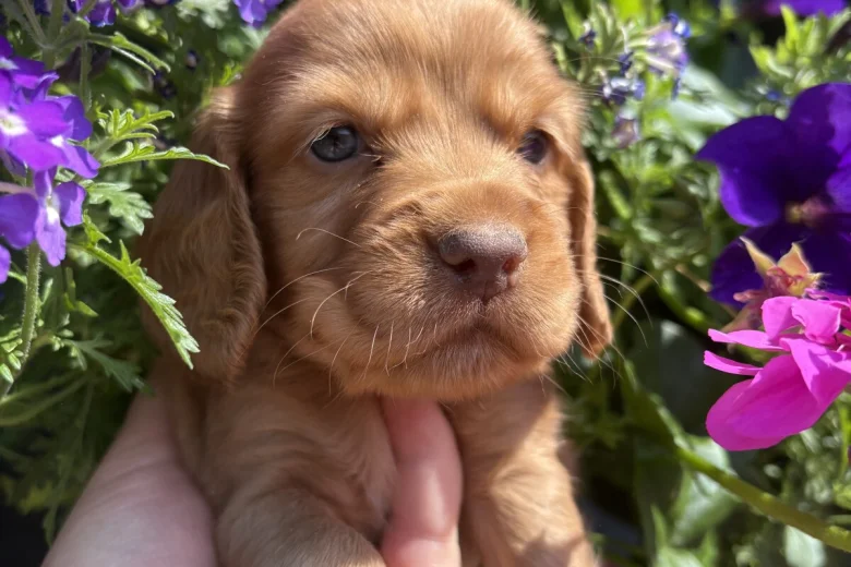 Cocker Spaniel (Working)