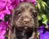 Cocker Spaniel (Working)