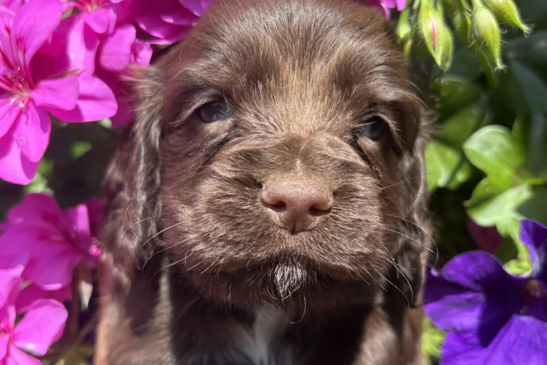 Cocker Spaniel (Working)