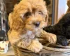 Poodle