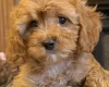 Poodle