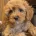 Poodle