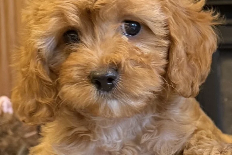 Poodle