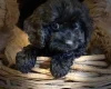 Poodle