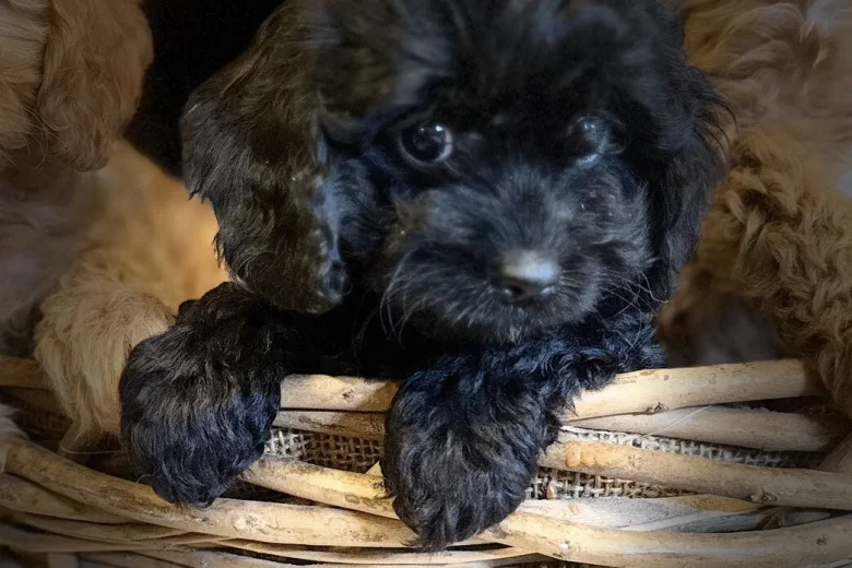 Poodle