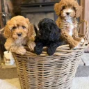 Poodle