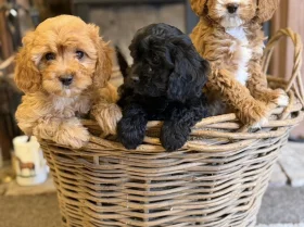 Poodle