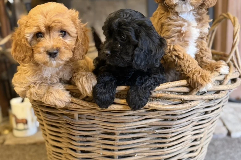 Poodle