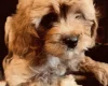 Poodle
