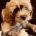Poodle