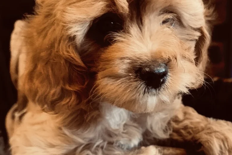 Poodle