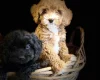 Poodle