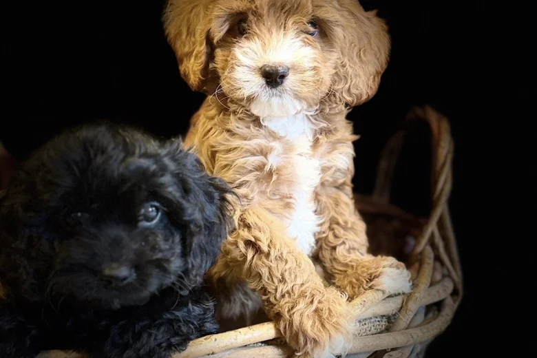 Poodle