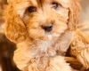 Poodle