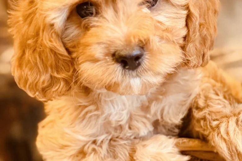 Poodle