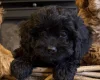 Poodle