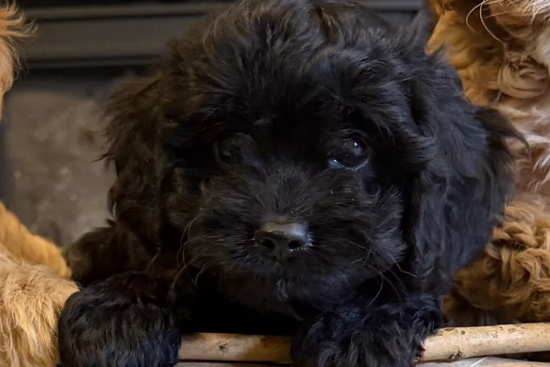 Poodle