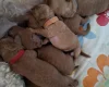 Cavapoo