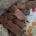 Cavapoo