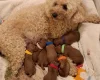 Cavapoo