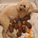 Cavapoo