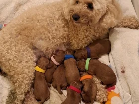 Cavapoo
