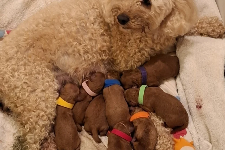 Cavapoo