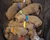 Cavapoo