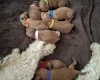 Cavapoo