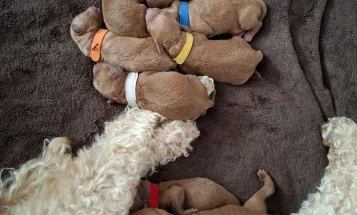 Cavapoo