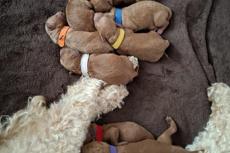 Cavapoo