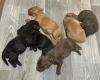 Cockapoo