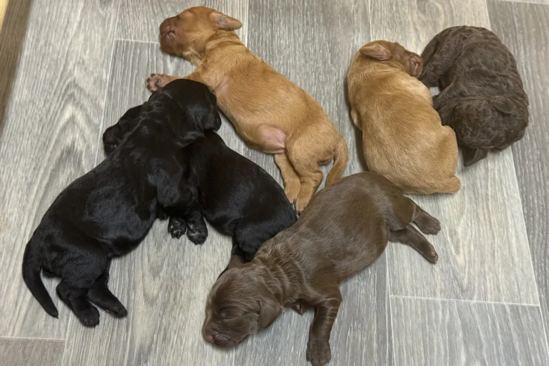 Cockapoo