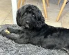 Cockapoo