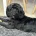 Cockapoo