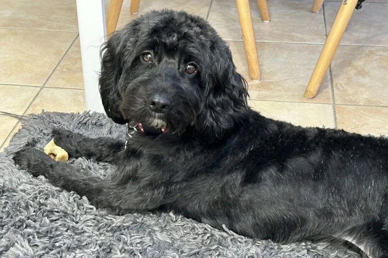 Cockapoo