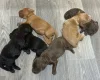 Cockapoo