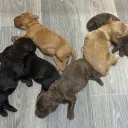 Cockapoo