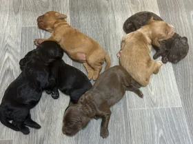 Cockapoo