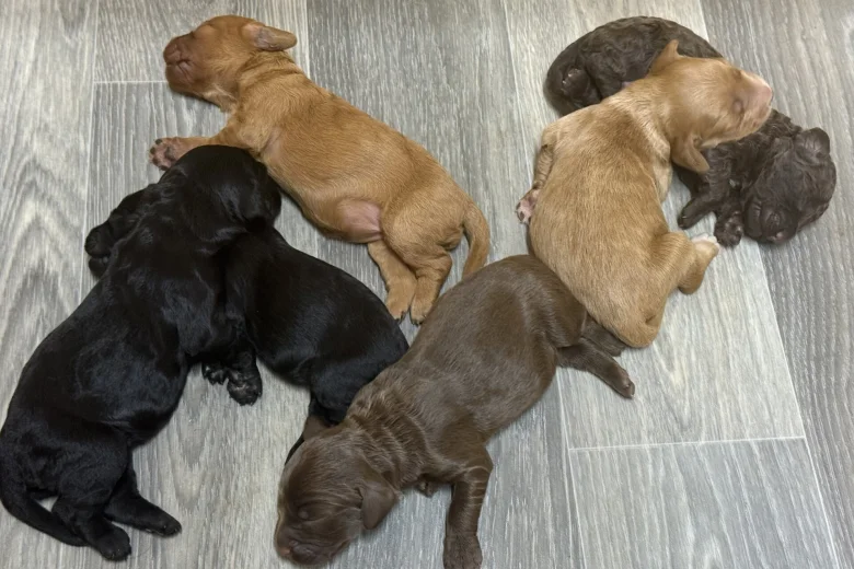 Cockapoo